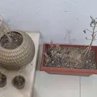 احواض للزراعة مع التربة