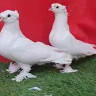 حمام تركي ...تم البيع ...