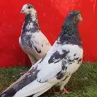 حمام باكستاني