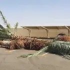 نخل خمسه متر للبيع العدد عشر نخيل عربي جاهز للزراعه مقلوع