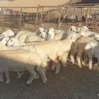 ذبايح حري سواكني مسلخ بالموقع مجهز شاهد التقييمات