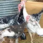 دجاج رومي للبيع