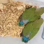 فروخ روز جرين محجله مع مرفقات