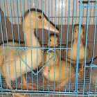 بطة اعمار مختلفة