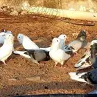 حمام بلجيكي للبيع