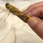 جرادة للبيع