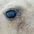 بياض عيون البل مضموون