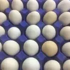 يتوفر بيض للدجاج للتفقيس جديد الانتاج بشكل يومي مشكل