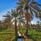 مطلوب مزرعه الايجار في الاحساء مد طويل