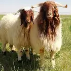 ذبايح من مدينة عرعر نعيمي على حسب الطلب والعدد