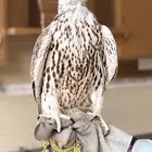 مطلوب طير حر او شيهانه فالجنوب