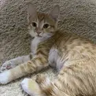 قط أمريكي للبيع