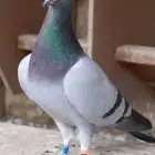 مطلوب مطلوب حمام زاجل