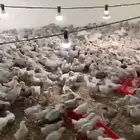 مطلوب صوص فيومي المنيوم من عمر يوم لين 10 ايام