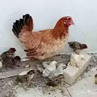 دجاجة مع فراخها للبيع