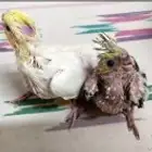فروخ ببغاء كروان كوكتيل