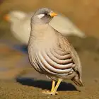 حجل رملي (منتج)