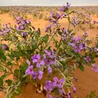 بذور خزامى مقشره جاهزه للانبات