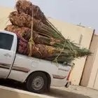 نخل لبيع بجميع انوعخ