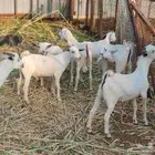 تيوس بلدي تربية وإنتاج المزرعة