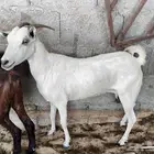 ماشاء الله تبارك الله تيوس يمنيه شحم ولحم