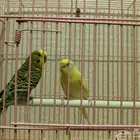 جوز حب للبيع