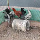 ديكة للبيع