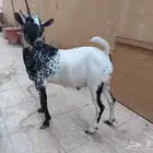 تيس يمني للبيع العمر 5شهور