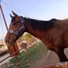 حصان انقليزي اصيل للبيع او البدل