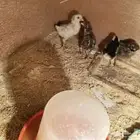 صوص بلدي عمر 10 ايام و 13 يوم