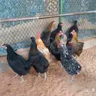 For sale local chicken