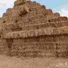 هيبان مع تبن مخلوط ممتاز