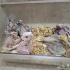 للبيع فروخ كروان (تم اللبيع )