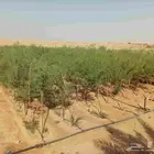يوجد جميع انواع الاشجار الزينه كل المقاسات