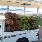 نخل للبيع مكه جده الطايف نخل بجميع انواعها وجميع مقاساته