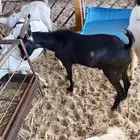 اليوم معنى تيوس يمنيه