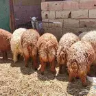 السلام عليكم أعرض خروفان أوزان العدد7