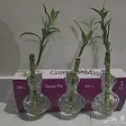 نبات بامبو منزلي مع فازة زجاجية