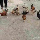 دجاج عربي حجم بياض وحضانة السعر 60العدد 28