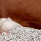 بقرة جرسيه هادئة عليها حسيله