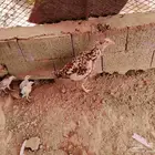دجاجه سندي بيور