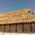 هيبان مع تبن مخلوط ممتاز شد 95