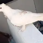 أريد بيع هذه الحمامة. من يشتريها  تواصل معي.