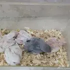 فروخ روز (تم اللبيع )