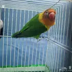 طيور روز وفيشير للبيع كبار حق رمي