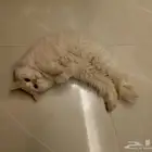 قطة اليفة للتبني