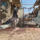 جوز كورة