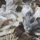 حمام امريكي