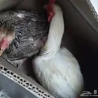 مكه المكرمه