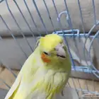 عصفور الكوكتيل شامل الأكل والقفص